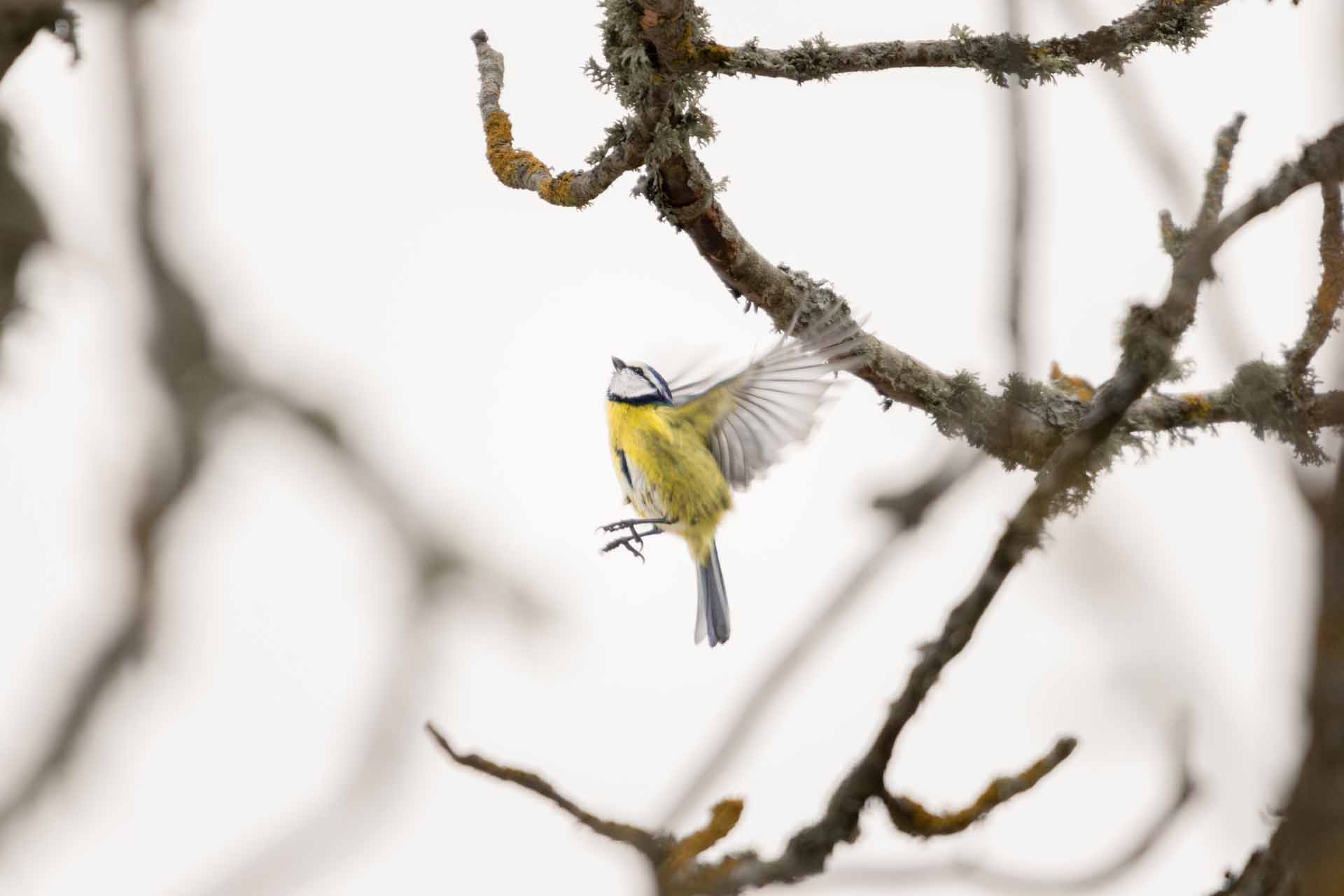 © Buster Wesslander. Sveriges Unga Naturfotografer.