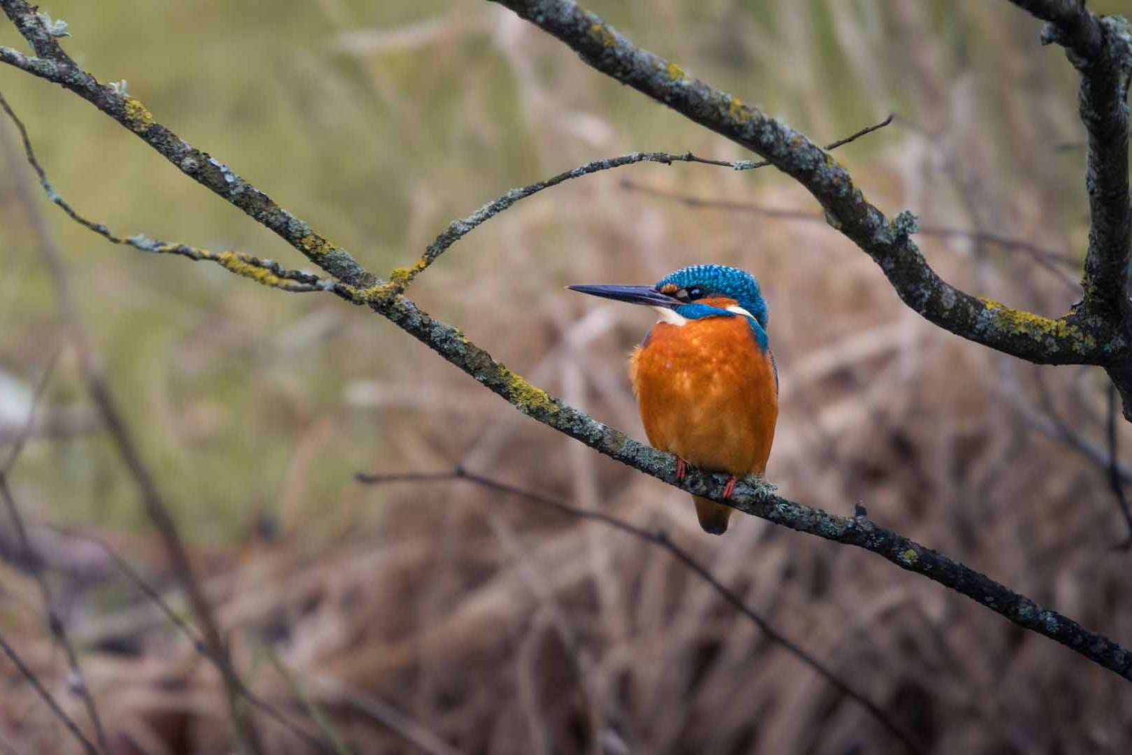 © Buster Wesslander. Sveriges Unga Naturfotografer.