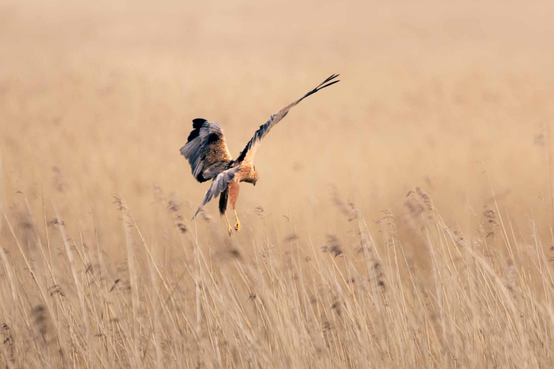 © Buster Wesslander. Sveriges Unga Naturfotografer.