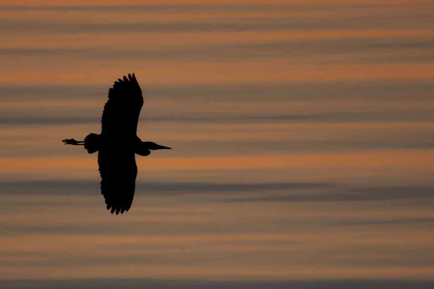 © Buster Wesslander. Sveriges Unga Naturfotografer.