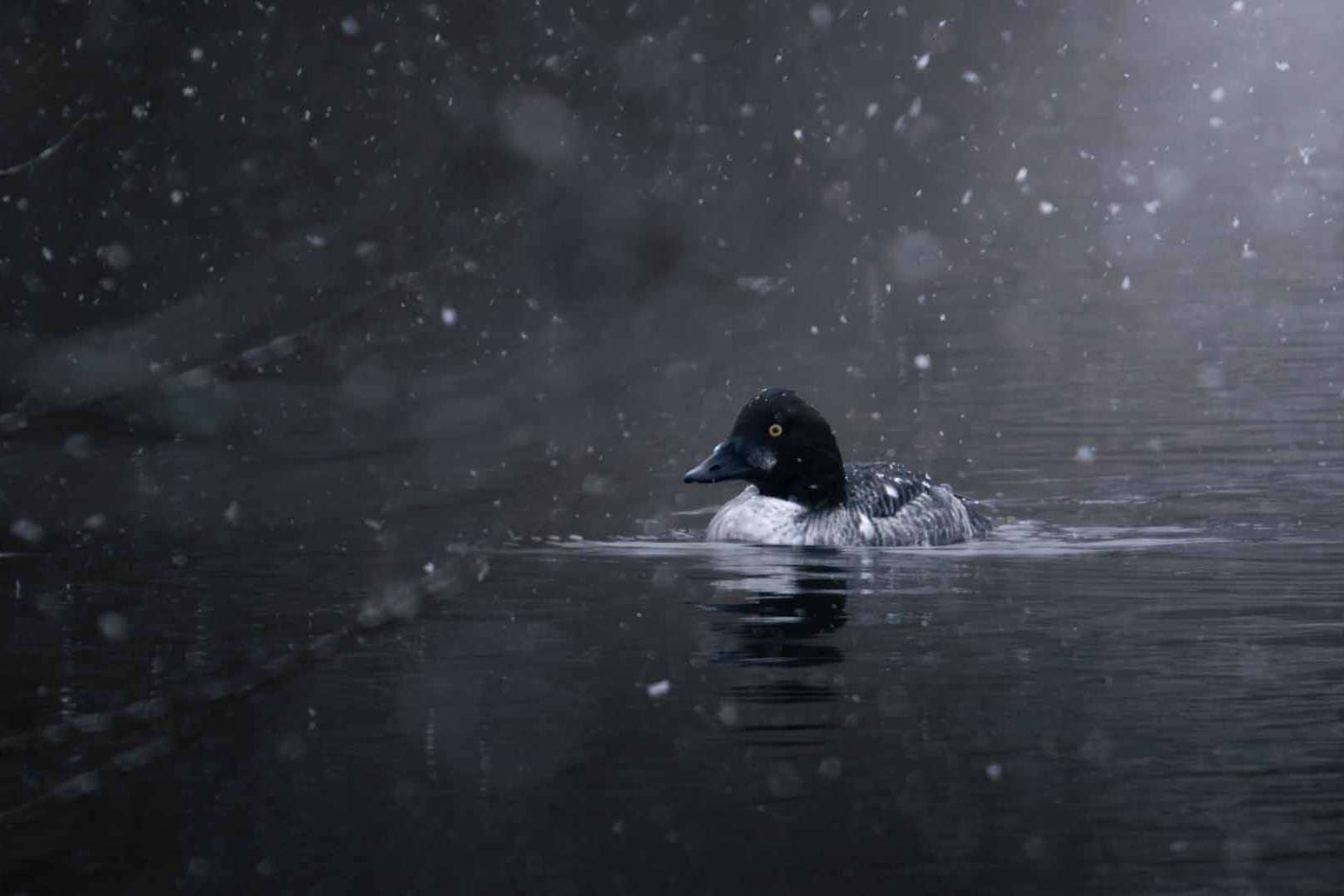 © Buster Wesslander. Sveriges Unga Naturfotografer.