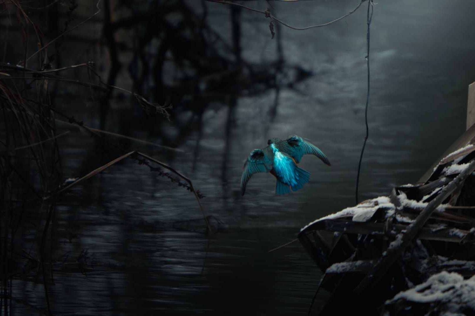 © Buster Wesslander. Sveriges Unga Naturfotografer.