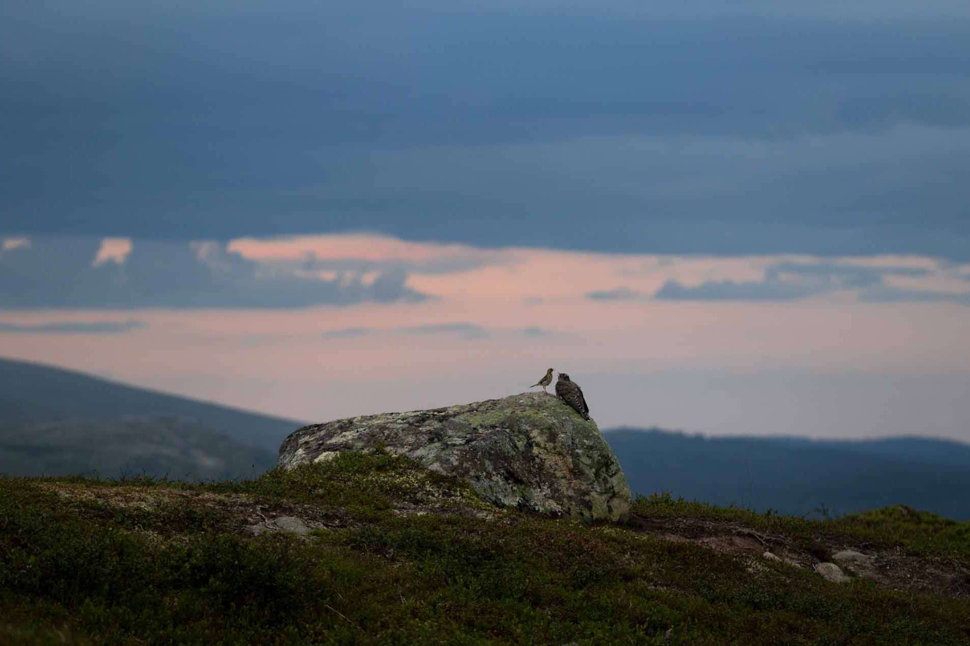 © Love Hagström. Sveriges Unga Naturfotografer.