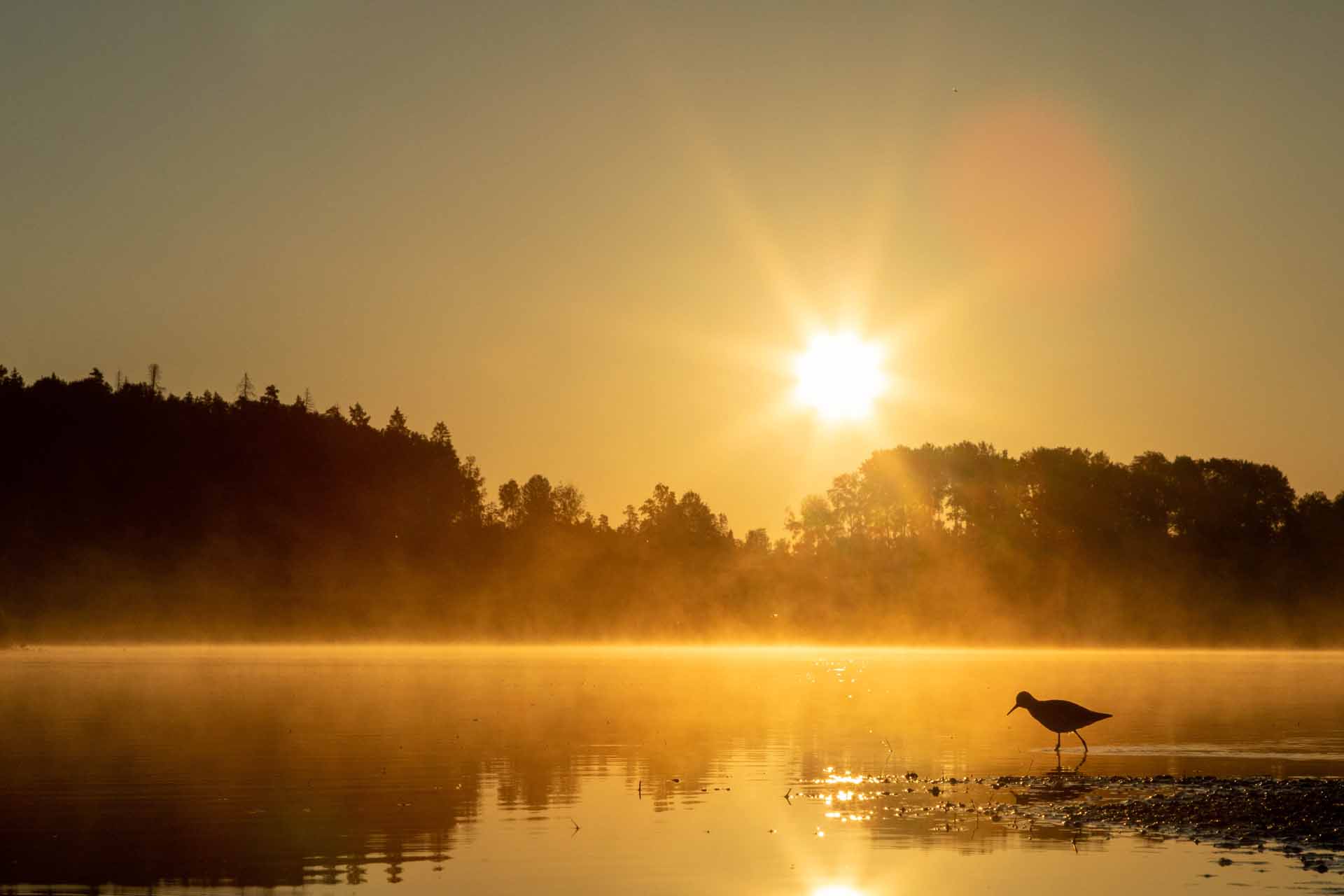 © Hannes Burlin. Sveriges Unga Naturfotografer.